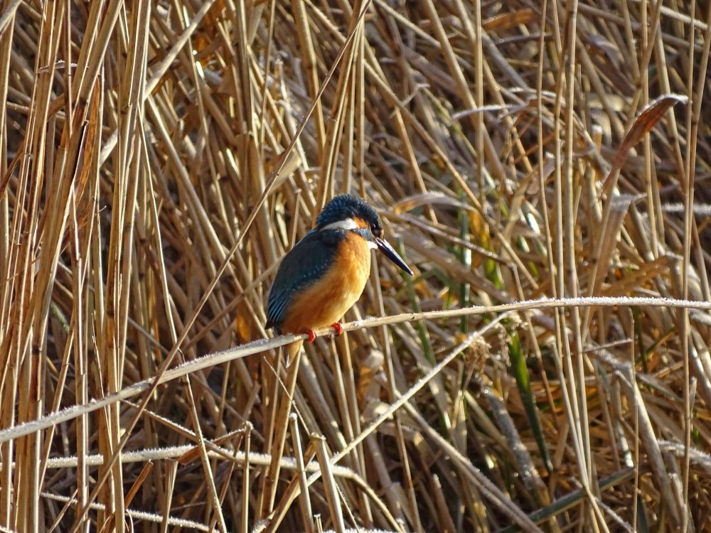 IJsvogel